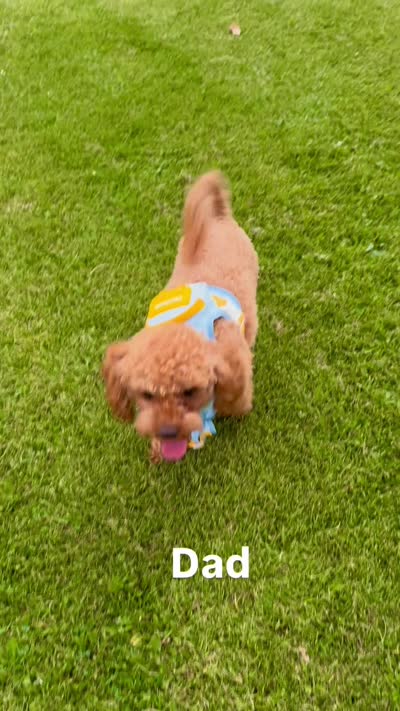 Benny, a male Poodle - Miniature  for sale in Prescott, AZ – 5 of 6