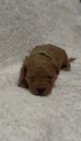 Coco, a male Poodle - Miniature  for sale in Prescott, AZ – 4 of 9