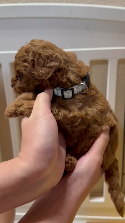 Billy, a male Poodle - Miniature  for sale in Prescott, AZ – 4 of 8
