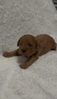 Coco, a male Poodle - Miniature  for sale in Prescott, AZ – 5 of 9