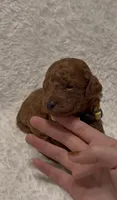 Milo, a male Poodle - Miniature  for sale in Prescott, AZ – 3 of 6