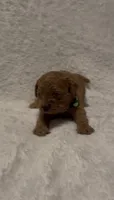 Coco, a male Poodle - Miniature  for sale in Prescott, AZ – 2 of 9