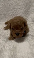 Toby, a male Poodle - Miniature  for sale in Prescott, AZ – 5 of 7