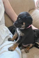 Wildflower , a female Golden Retriever and Mountain Cur for sale in Orangeville, IL – 3 of 6