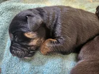 Wildflower , a female Golden Retriever and Mountain Cur for sale in Orangeville, IL – 4 of 6