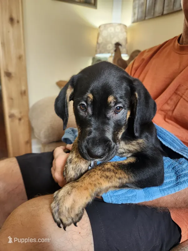 Wildflower  – Golden Retriever, Mountain Cur puppy for sale in Orangeville, IL
