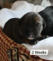 Sweetheart , a female Golden Retriever and Mountain Cur for sale in Orangeville, IL – 3 of 4