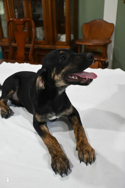 Wildflower  – Golden Retriever, Mountain Cur puppy for sale in Orangeville, IL