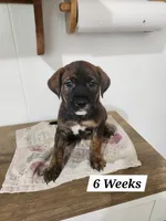 Sweetheart , a female Golden Retriever and Mountain Cur for sale in Orangeville, IL – 1 of 4