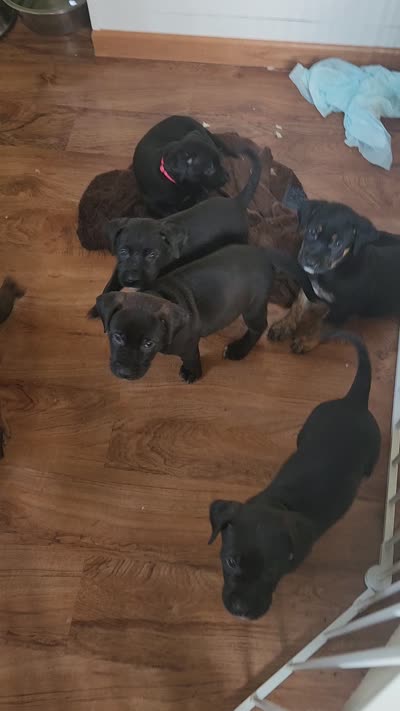 Sweetheart , a female Golden Retriever and Mountain Cur for sale in Orangeville, IL – 4 of 4