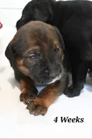 Sweetheart , a female Golden Retriever and Mountain Cur for sale in Orangeville, IL – 2 of 4