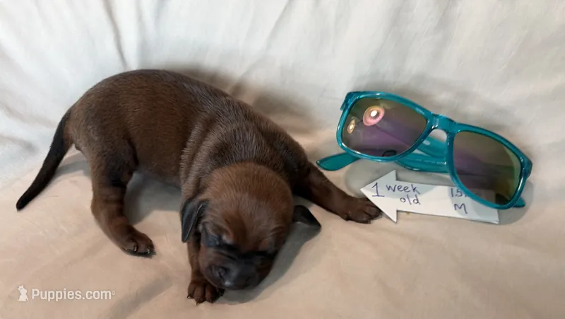 Arrow – Redbone Coonhound puppy for sale in Angleton, TX