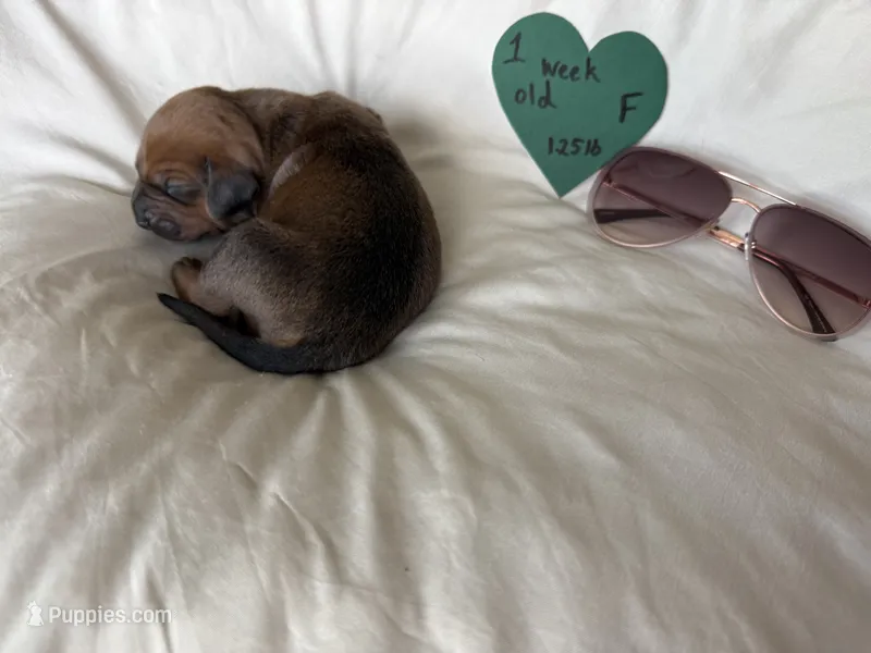 Heart – Redbone Coonhound puppy for sale in Angleton, TX
