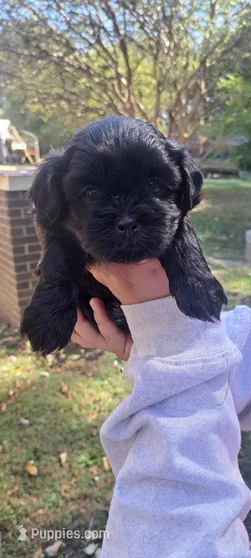 Jake – Shih Tzu puppy for sale in Dewy Rose, GA