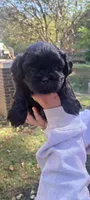 Jake, a male Shih Tzu for sale in Dewy Rose, GA – 1 of 1