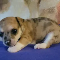 Freckles, a male Chihuahua for sale in Nashville, TN – Photo 8 of 10