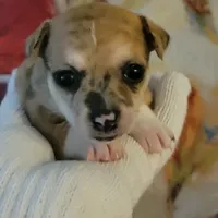 Freckles, a male Chihuahua for sale in Nashville, TN – Photo 10 of 10