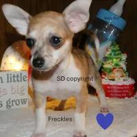 Freckles, a male Chihuahua for sale in Nashville, TN – Photo 2 of 10