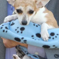 Freckles, a male Chihuahua for sale in Nashville, TN – Photo 1 of 10