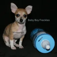 Freckles, a male Chihuahua for sale in Nashville, TN – Photo 9 of 10