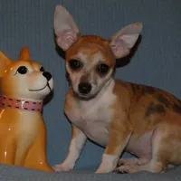 Freckles, a male Chihuahua for sale in Nashville, TN – Photo 6 of 10