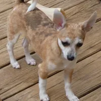 Freckles, a male Chihuahua for sale in Nashville, TN – Photo 5 of 10