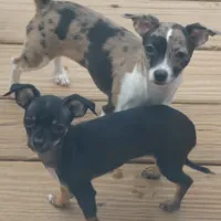 Mugzy, a female Chihuahua for sale in Nashville, TN – Photo 4 of 10