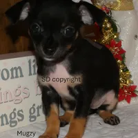 Mugzy, a female Chihuahua for sale in Nashville, TN – Photo 6 of 10