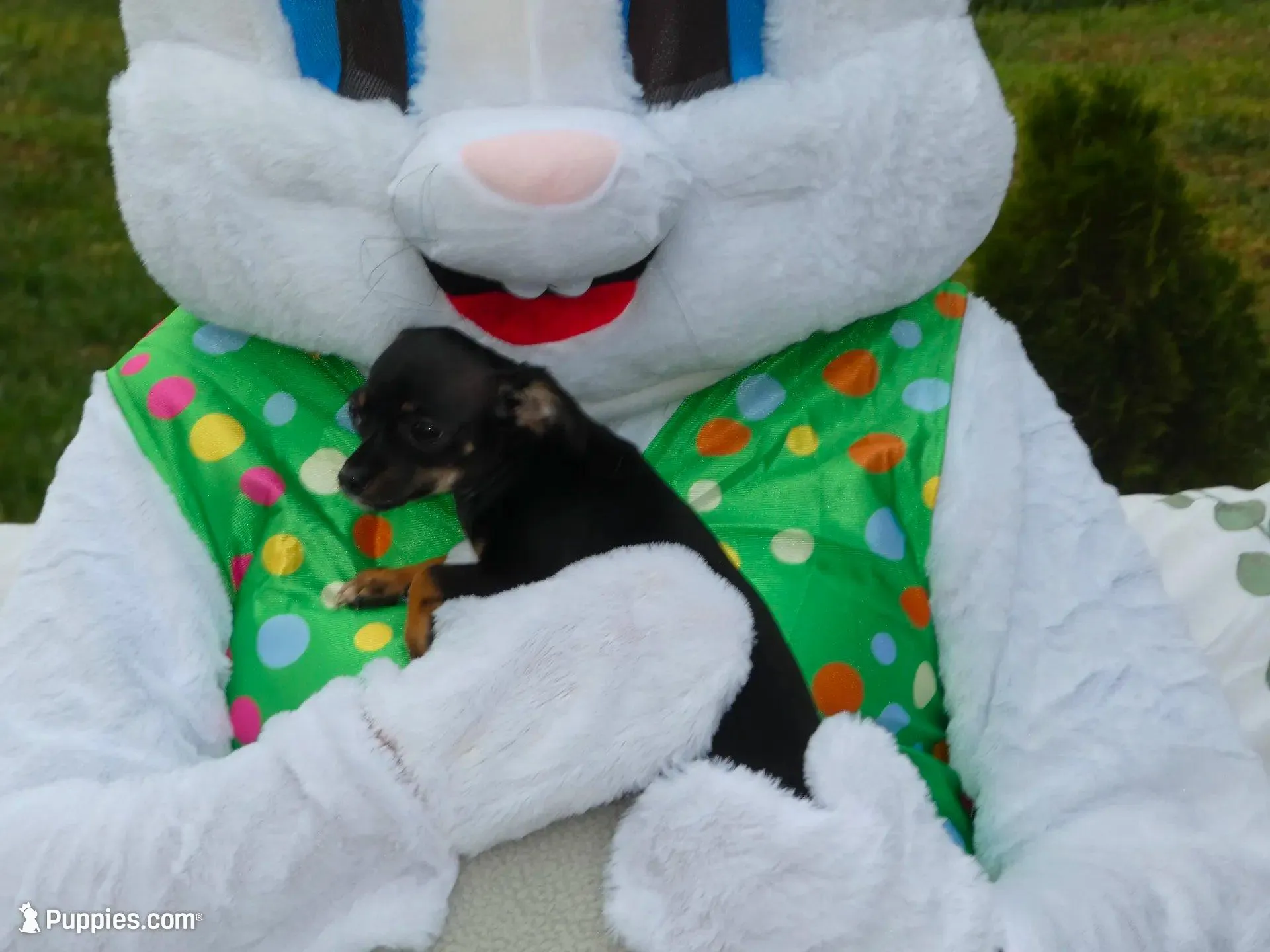 Mugzy, a female Chihuahua for sale in Nashville, TN – Photo 2 of 10