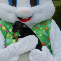 Mugzy, a female Chihuahua for sale in Nashville, TN – Photo 2 of 10