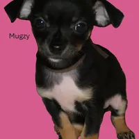 Mugzy, a female Chihuahua for sale in Nashville, TN – Photo 9 of 10