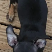 Mugzy, a female Chihuahua for sale in Nashville, TN – Photo 3 of 10