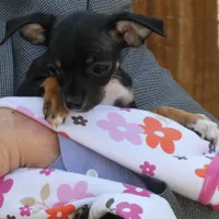 Mugzy, a female Chihuahua for sale in Nashville, TN – Photo 5 of 10