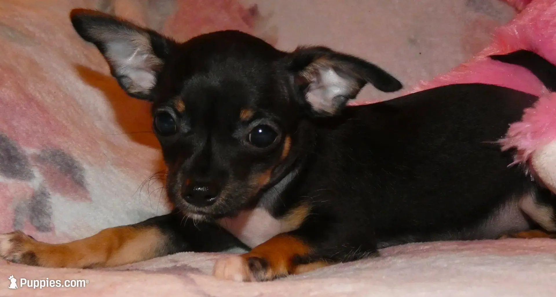 Mugzy – Chihuahua puppy for sale in Nashville, TN