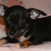 Mugzy, a female Chihuahua for sale in Nashville, TN – Photo 1 of 10