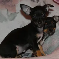 Mugzy, a female Chihuahua for sale in Nashville, TN – Photo 8 of 10