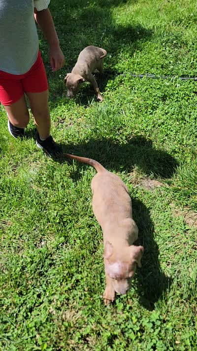 Serenity , a female Rottweiler and American Pit Bull Terrier for sale in Nashville, TN – 3 of 4