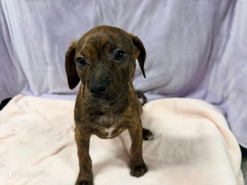 Serenity  – Rottweiler, American Pit Bull Terrier puppy for sale in Nashville, TN