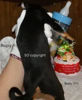 Bugzy, a female Chihuahua for sale in Nashville, TN – Photo 10 of 10