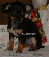 Bugzy, a female Chihuahua for sale in Nashville, TN – Photo 8 of 10