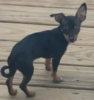 Bugzy, a female Chihuahua for sale in Nashville, TN – Photo 5 of 10