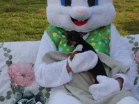 Bugzy, a female Chihuahua for sale in Nashville, TN – Photo 2 of 10