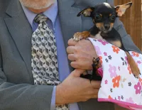 Bugzy, a female Chihuahua for sale in Nashville, TN – Photo 1 of 10