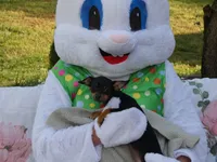 Bugzy, a female Chihuahua for sale in Nashville, TN – Photo 4 of 10