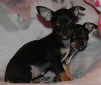 Bugzy, a female Chihuahua for sale in Nashville, TN – Photo 7 of 10