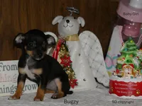 Bugzy, a female Chihuahua for sale in Nashville, TN – Photo 3 of 10