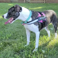 Athena, a female American Pit Bull Terrier for sale in Nashville, TN – Photo 5 of 5