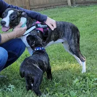 Athena, a female American Pit Bull Terrier for sale in Nashville, TN – Photo 2 of 5