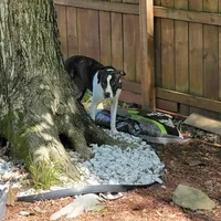 Athena, a female American Pit Bull Terrier for sale in Nashville, TN – Photo 4 of 5