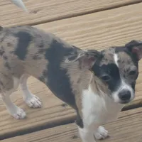 Oreo, a female Chihuahua for sale in Nashville, TN – Photo 1 of 9